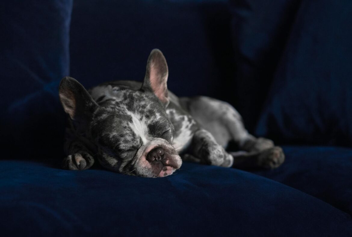 French Bulldog Puppy for Sale: Your Complete Wallingford Guide - ilustracja artykulu