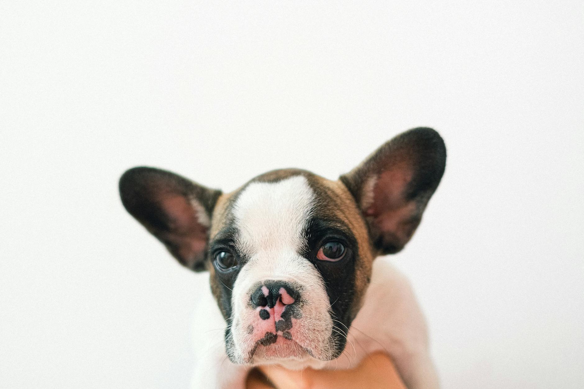 French Bulldog Puppy for Sale UK: Your Complete Wallingford Guide - zdjecie w tresci