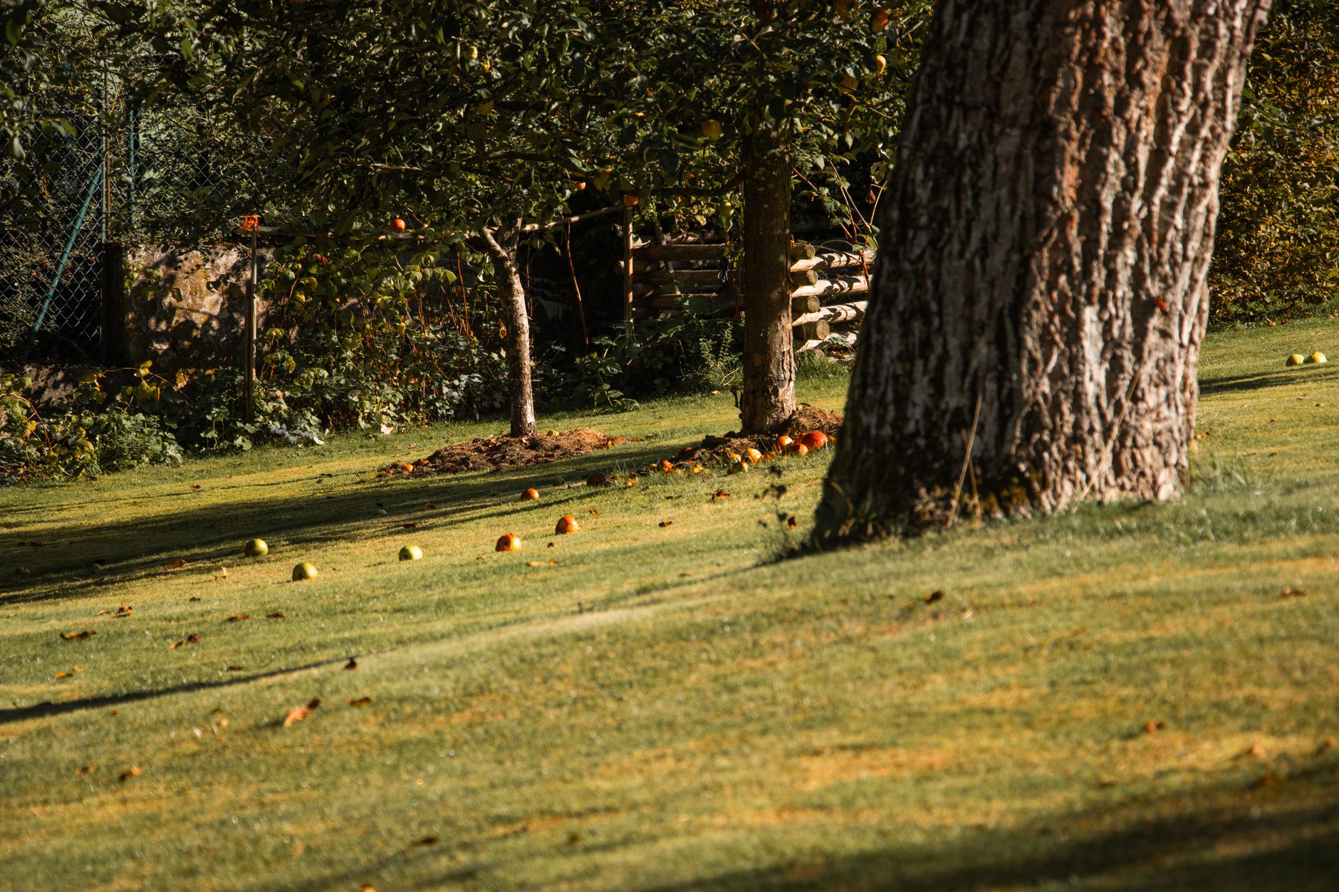 Ilustracja: Community Orchard Planting Guide UK: From Bare Field to Community Orchard Planting Guide UK: From Bare Field to First Harvest - zdjecie w tresci