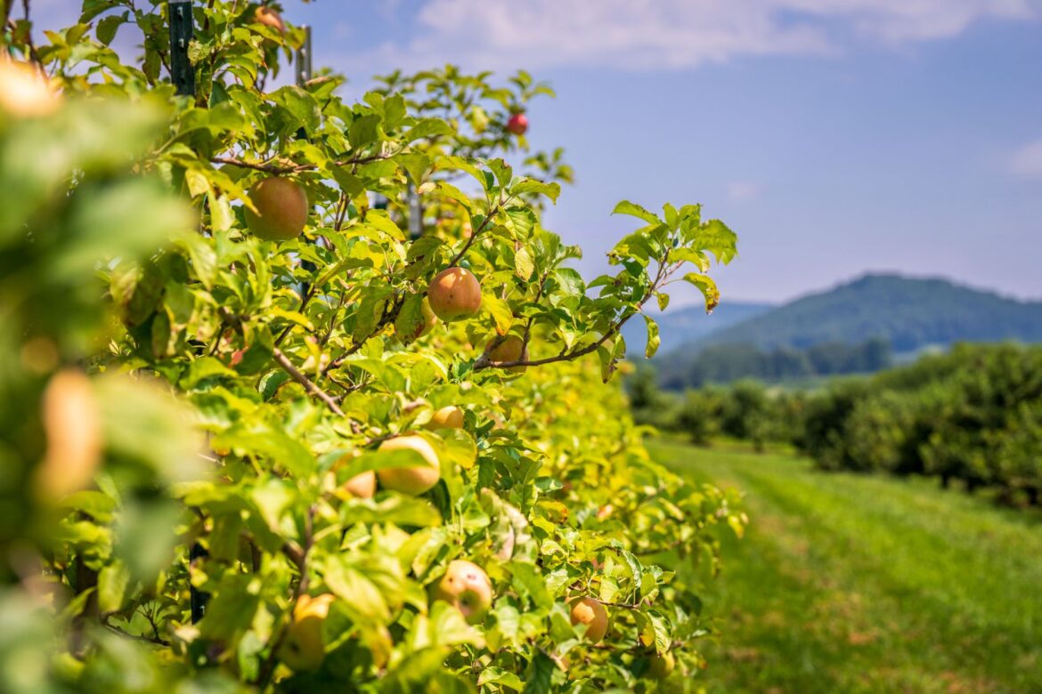 Community Orchard Planting Guide UK: From Bare Field to First Harvest - ilustracja artykulu